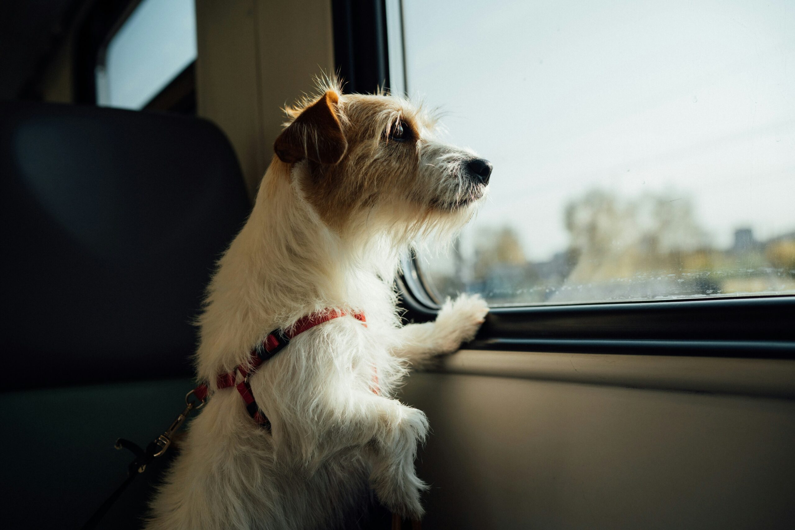 車内で愛犬とくつろぐ様子